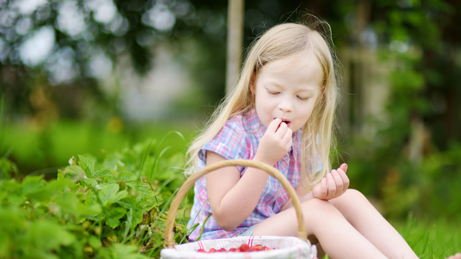 Child picking and eating wild strawberries