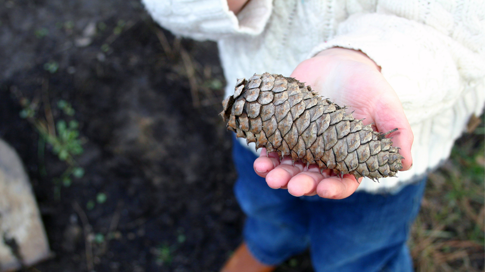 Boy showing his pinecone treasure